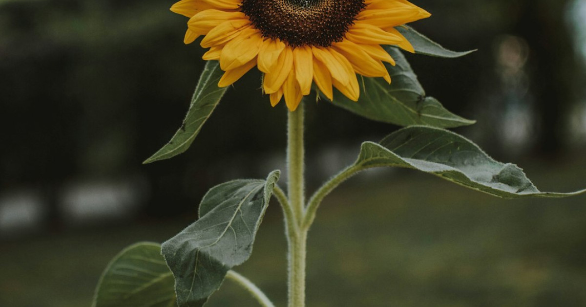 Dogs and Sunflower Seeds - Safety Guide