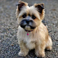 Best 300+ Care-Tzu: Top Cairn Terrier and Shih Tzu Mix Names for 2024 Best 300+ Care-Tzu: Top Cairn Terrier and Shih Tzu Mix Names for 2024