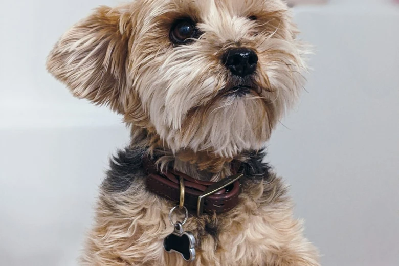 Care Tzu Puppies Care Tzu (Cairn Terrier and Shih Tzu): Guide, Info, Pictures, Care & More!