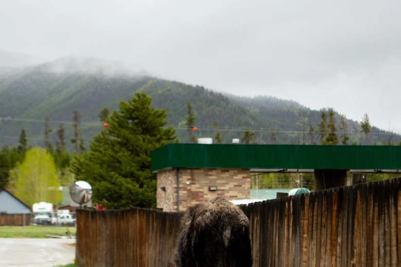 Cattle Egret 10 Egrets and Herons Found in North America: Discover Majestic Birdlife