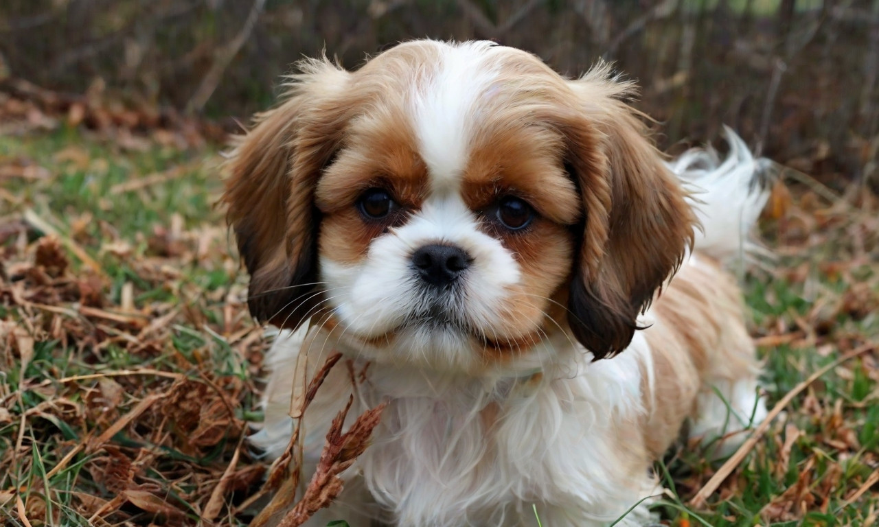 Cava Tzu (Cavalier King Charles Spaniel & Shih Tzu Mix): All You Need to Know