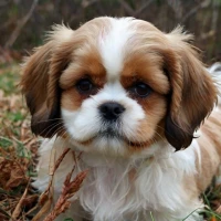 Cava Tzu (Cavalier King Charles Spaniel & Shih Tzu Mix): All You Need to Know Cava Tzu (Cavalier King Charles Spaniel & Shih Tzu Mix): All You Need to Know