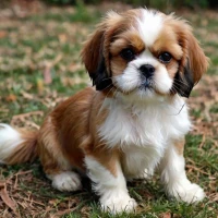 Best 300+ Cava Tzu: Top Cavalier King Charles Spaniel & Shih Tzu Mix Names 2024 Best 300+ Cava Tzu: Top Cavalier King Charles Spaniel & Shih Tzu Mix Names 2024