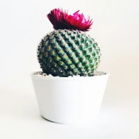 Grandma celebrating first year with heartfelt gifts and joy. Grandma celebrating first year with heartfelt gifts and joy.