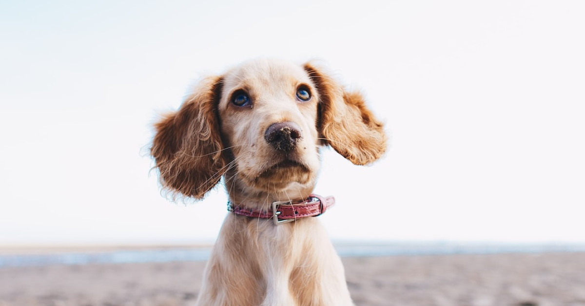 Dog and owner bonding - Top 90 heartwarming friendship quotes