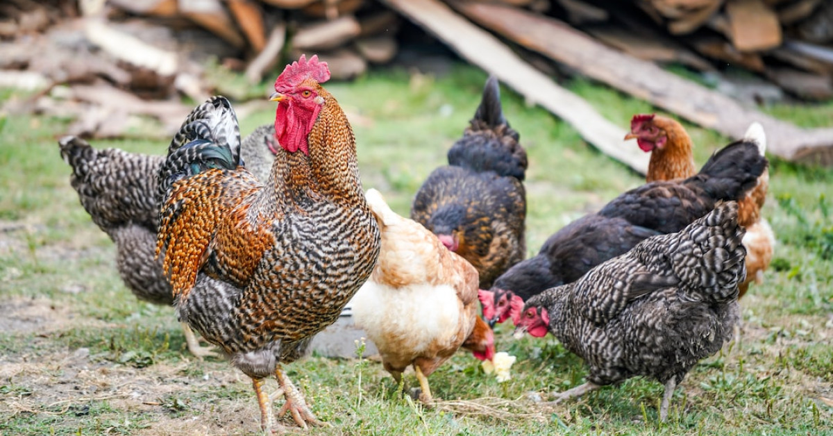 Delicious Chicken Salad Chick Broccoli Salad Recipe.