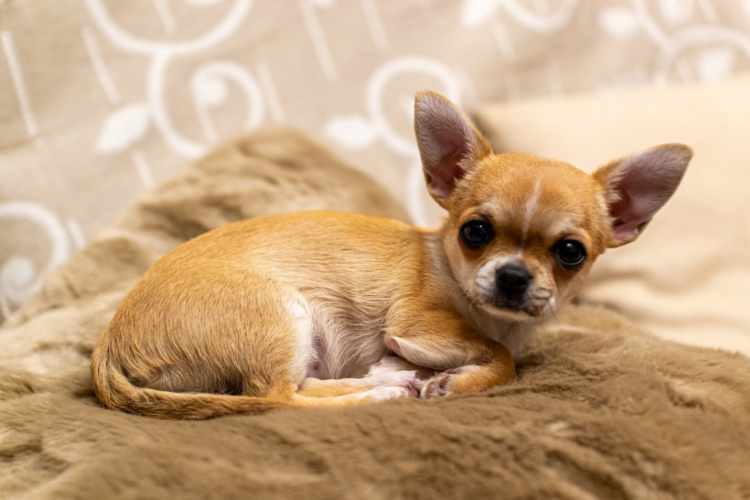 Chihuahua Breed Characteristics