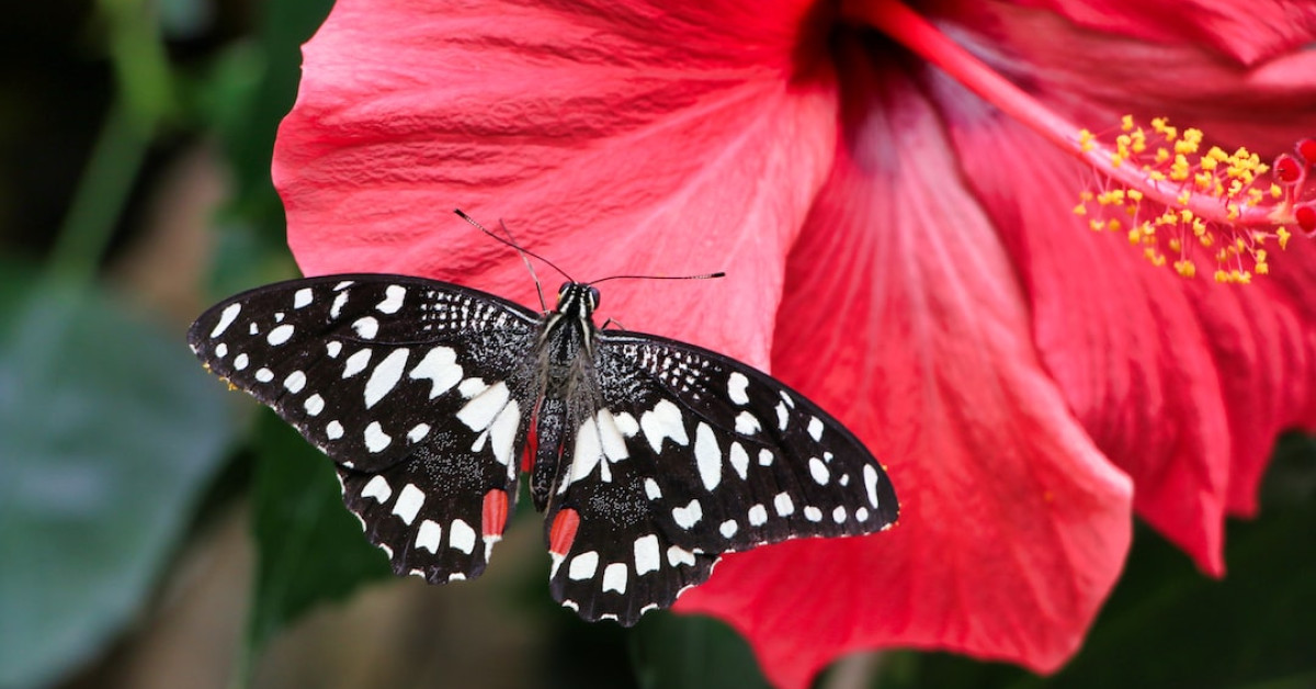 Chive blossom vinegar in a glass jar for cooking