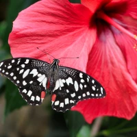 Chive blossom vinegar in a glass jar for cooking Chive blossom vinegar in a glass jar for cooking