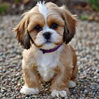 Cock-A-Tzu (Cocker Spaniel Shih Tzu Mix): Ultimate Guide with Pictures and Care Tips Cock-A-Tzu (Cocker Spaniel Shih Tzu Mix): Ultimate Guide with Pictures and Care Tips