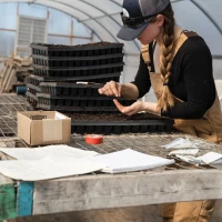 Cabbage companion planting guide for a productive garden. Cabbage companion planting guide for a productive garden.