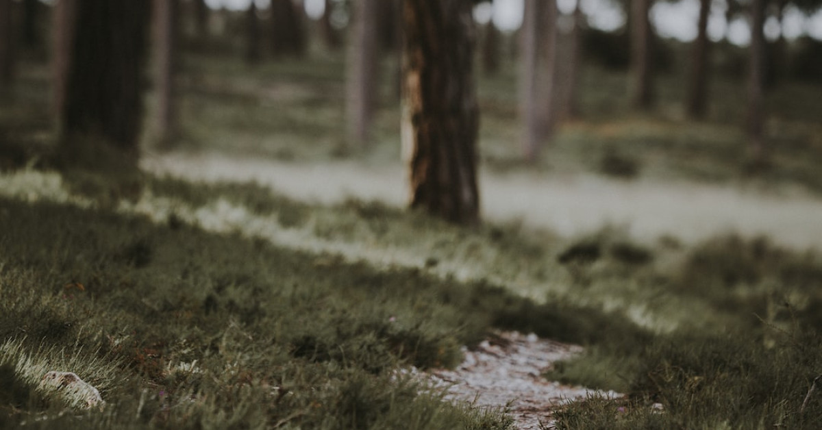 Guide on using Trail Buddy trekking poles in nature.