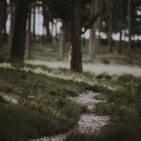 Guide on using Trail Buddy trekking poles in nature. Guide on using Trail Buddy trekking poles in nature.