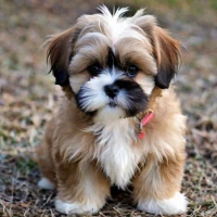 Best 300+ Coton Tzu: Adorable Names for Coton De Tulear Shih Tzu Mix 2024 Best 300+ Coton Tzu: Adorable Names for Coton De Tulear Shih Tzu Mix 2024