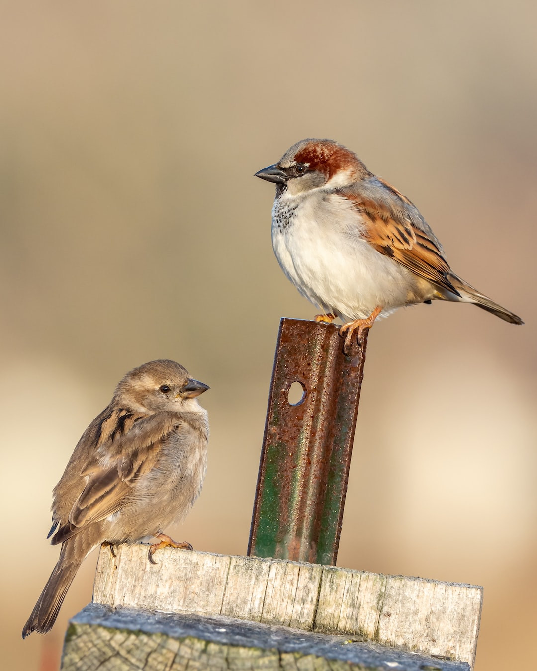 Guide to building a sparrow-friendly garden habitat.
