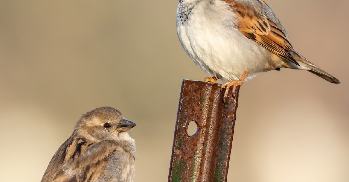 Guide to building a sparrow-friendly garden habitat.