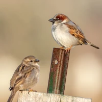 Guide to building a sparrow-friendly garden habitat. Guide to building a sparrow-friendly garden habitat.