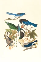 Crow, Raven, Blackbird comparison guide for bird identification.
