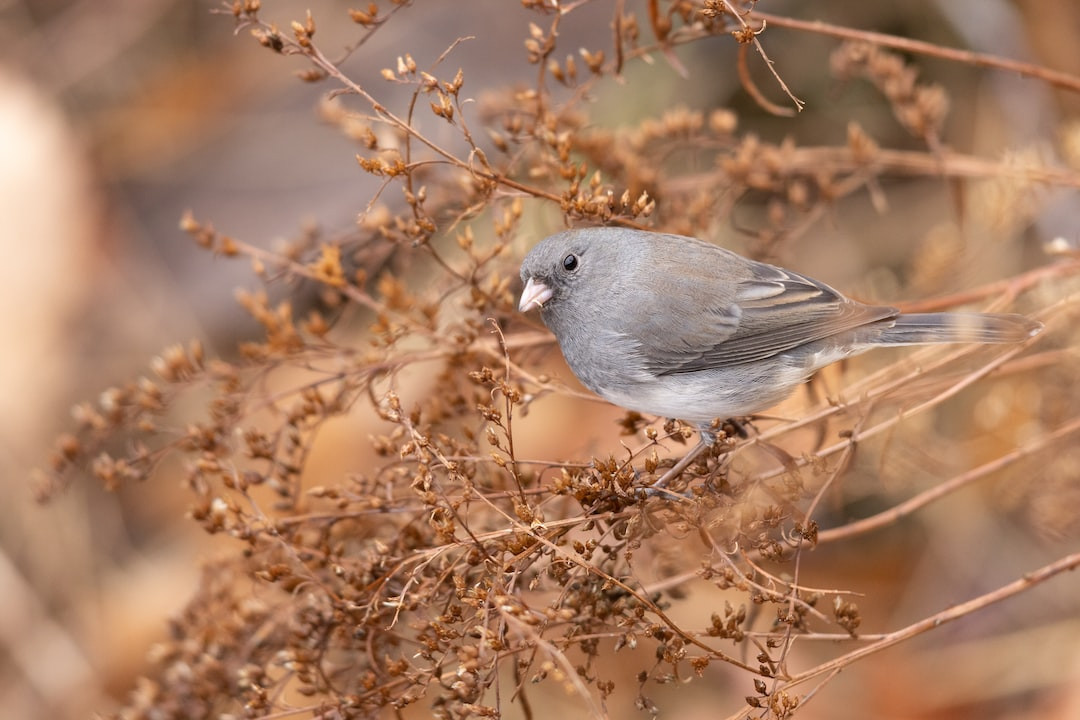 Dark-eyed Junco bird perched on snowy branch.