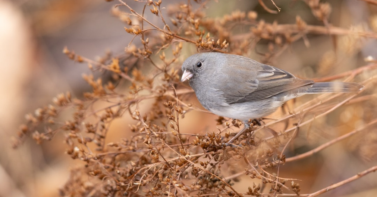 Dark-eyed Junco bird perched on snowy branch.