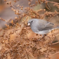 Dark-eyed Junco bird perched on snowy branch. Dark-eyed Junco bird perched on snowy branch.
