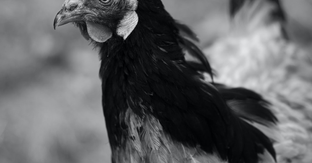 Black and white chicken dishes on a plate
