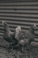 Black and white chickens in culinary setting.