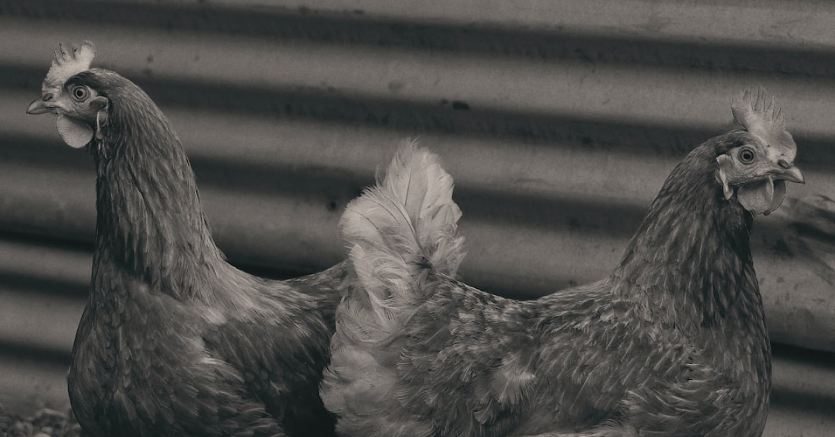 Black and white chickens in culinary setting.
