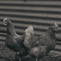 Black and white chickens in culinary setting. Black and white chickens in culinary setting.