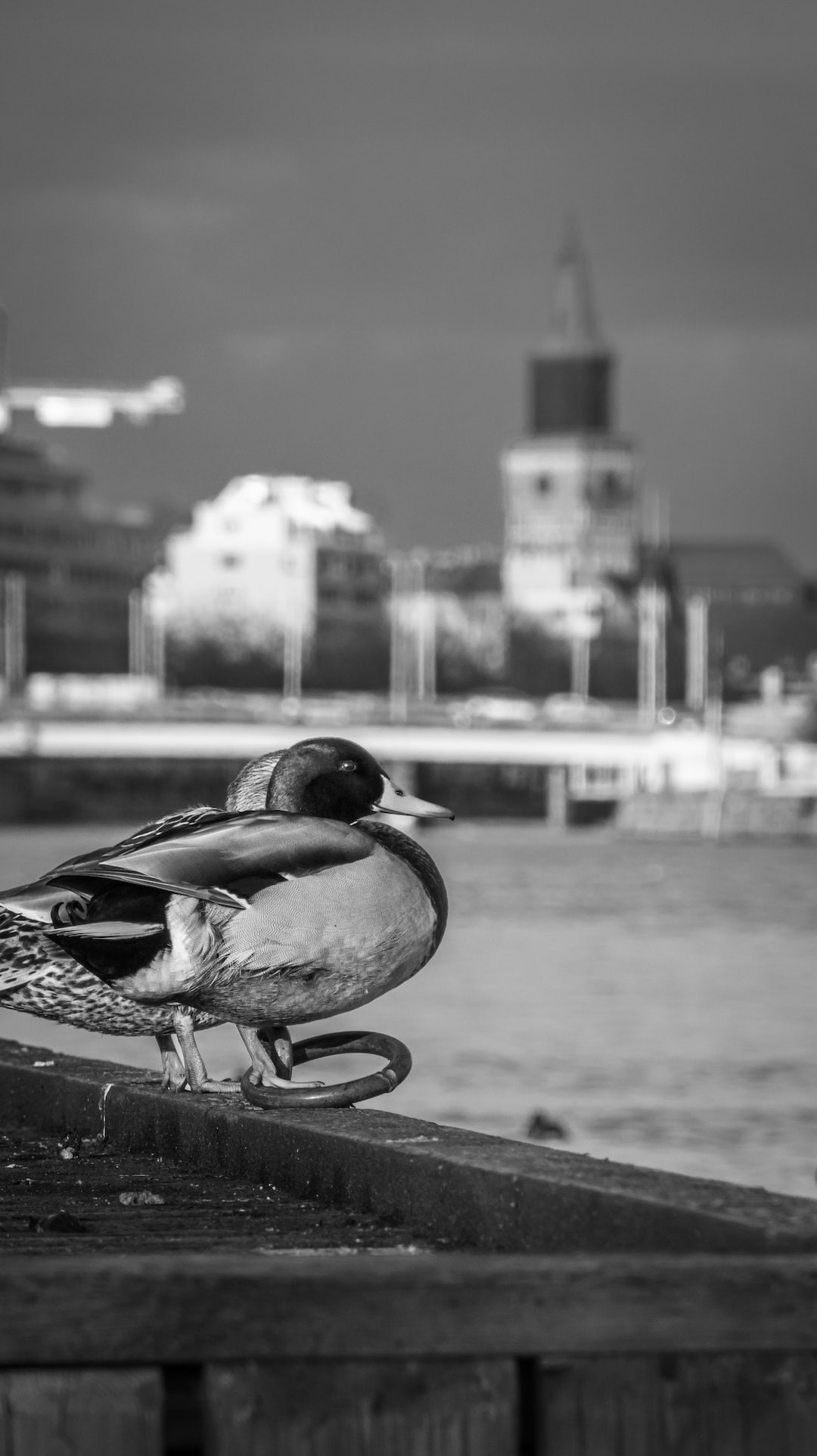 Monochrome ducks swimming in serene water for nature lovers.