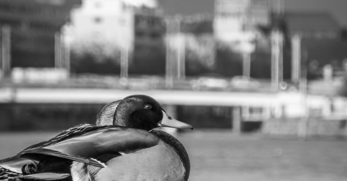Monochrome ducks swimming in serene water for nature lovers.