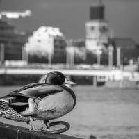 Monochrome ducks swimming in serene water for nature lovers. Monochrome ducks swimming in serene water for nature lovers.
