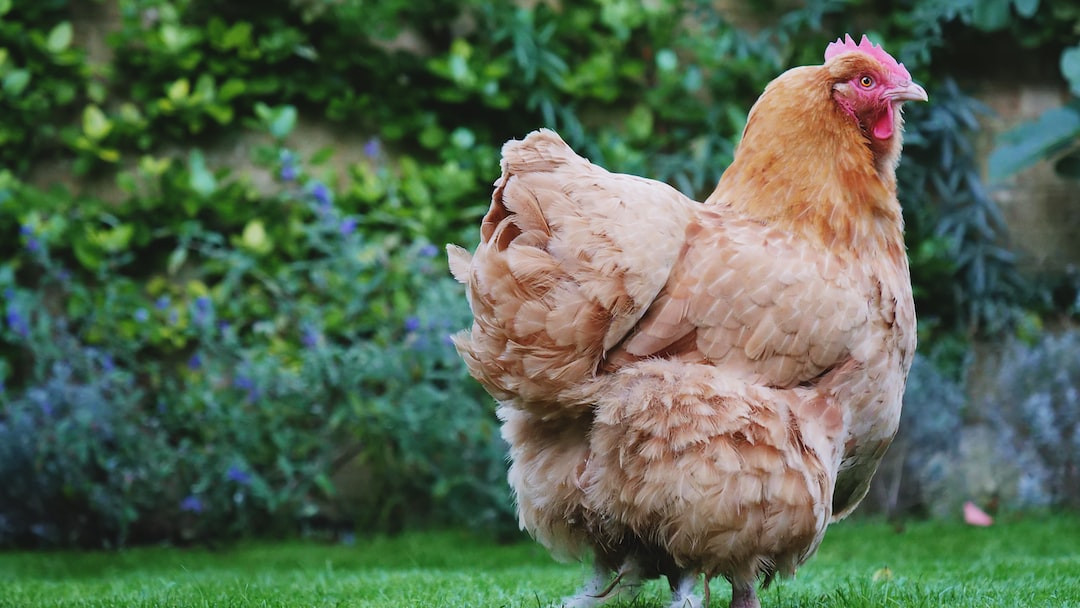Olive Egger hens, rare poultry breed with distinctive eggs.
