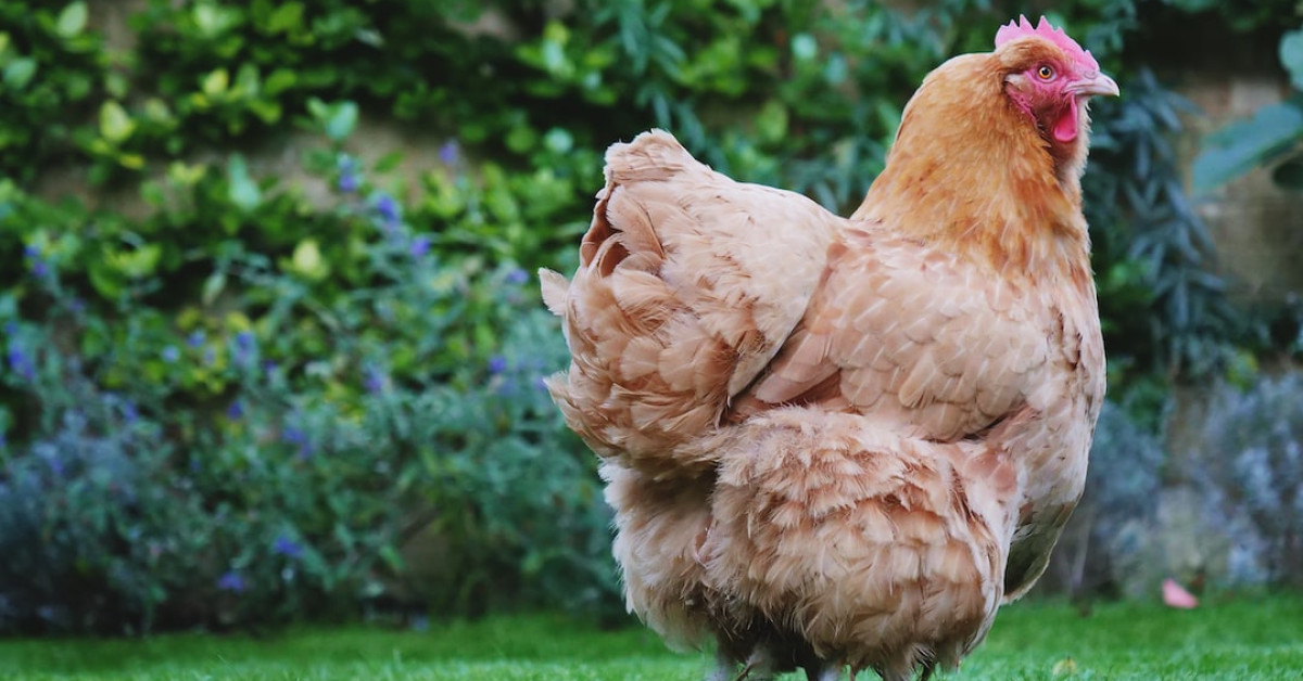 Olive Egger hens, rare poultry breed with distinctive eggs.