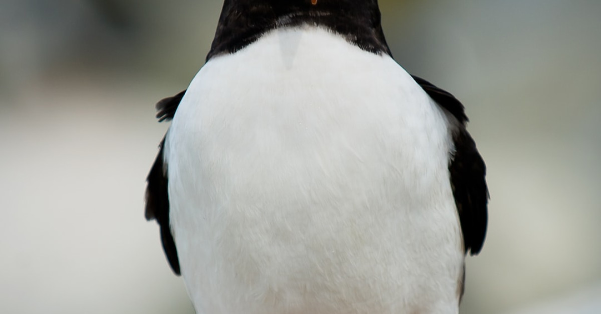 Indiana State Bird Cardinal Perched on Branch