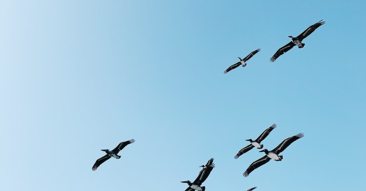 Dragon Bird illustration depicting avian marvels in mystical setting.