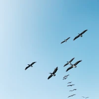 Dragon Bird illustration depicting avian marvels in mystical setting. Dragon Bird illustration depicting avian marvels in mystical setting.