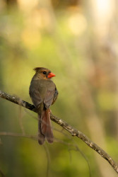 "Female Cardinals Perched, Showcasing Elegance And Beauty."