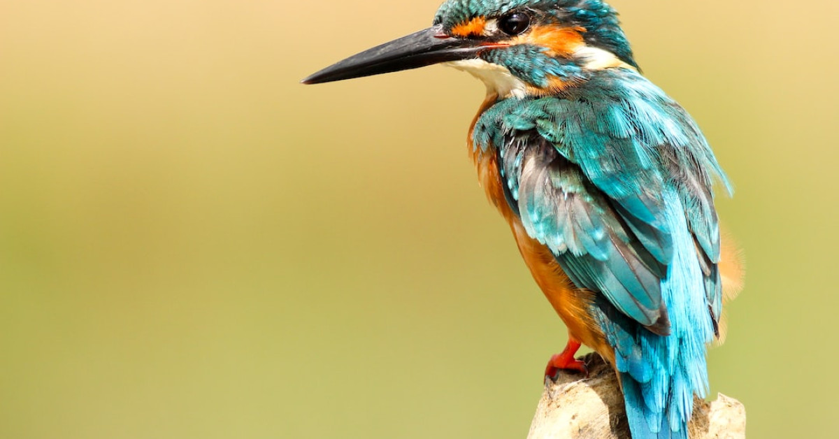 Georgia State Bird Brown Thrasher in natural habitat.