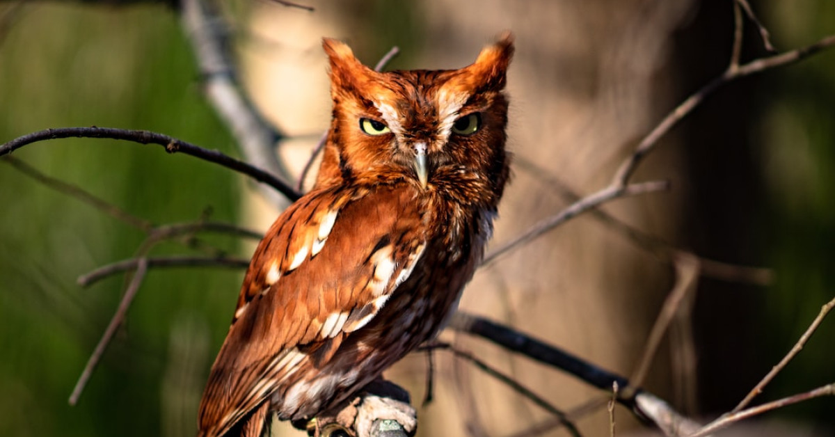 Northern Mockingbird perched, iconic bird of Tennessee skies.