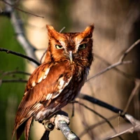 Northern Mockingbird perched, iconic bird of Tennessee skies. Northern Mockingbird perched, iconic bird of Tennessee skies.