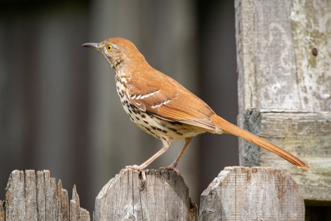 Brown Thrasher perched amidst green foliage singing.