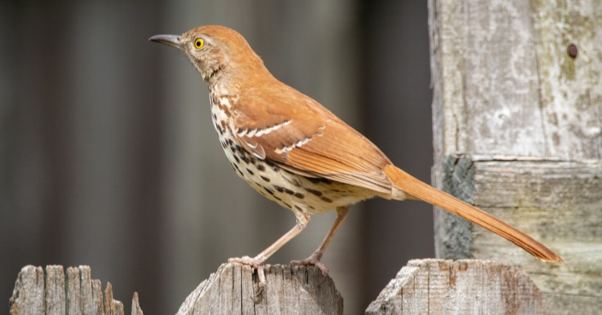 Brown Thrasher perched amidst green foliage singing.