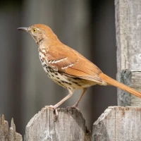 Brown Thrasher perched amidst green foliage singing. Brown Thrasher perched amidst green foliage singing.