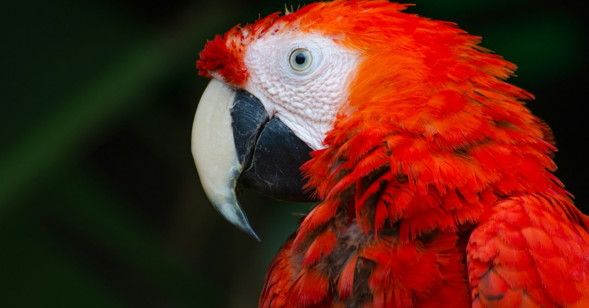 Red birds in flight showcasing vibrant colors against blue sky.