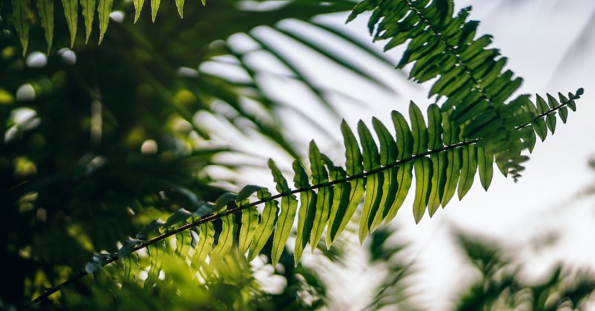 Genovese pesto sauce with fresh ingredients on wooden table.