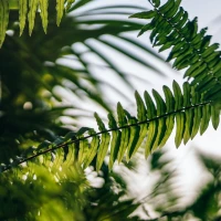 Genovese pesto sauce with fresh ingredients on wooden table. Genovese pesto sauce with fresh ingredients on wooden table.