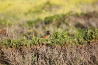 Vivid orange birds in nature, exploring avian beauty.