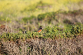 "Vivid Orange Birds In Nature, Exploring Avian Beauty."