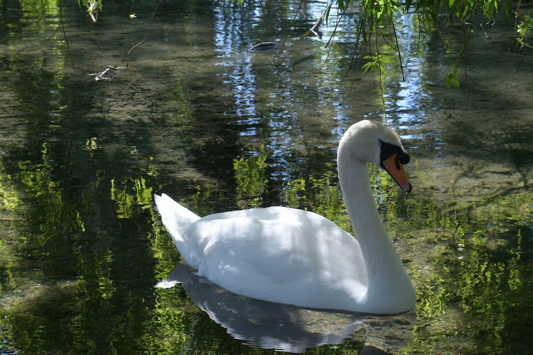 Elegant male swan swimming serenely on water